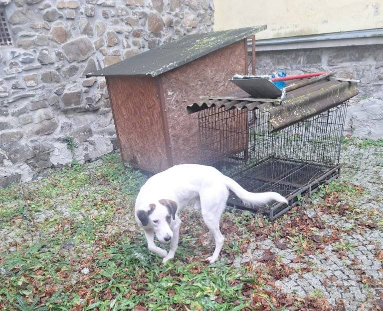 Poplatky za psa se v Hranicích neruší. Tyto poplatky se stále řídí Obecně závaznou vyhláškou města Hranic č.  6/2023 o místním poplatku ze psů.  Poplatek se platí ze psů starších 3 měsíců a je splatný do 31. března příslušného kalendářního roku.