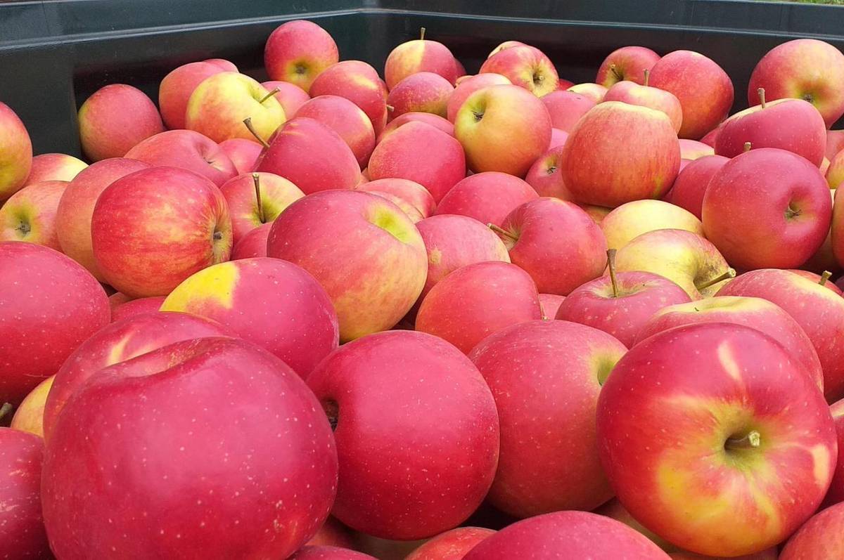 Na Sovíně probíhá prodej jablek. Prodejní doba pondělí - čtvrtek 11.00 - 17.00 hod., pátek - sobota 10.00 - 17.00 hod., neděle 10:00 - 16:00 hod. Cena 24 – 28 Kč/kg.