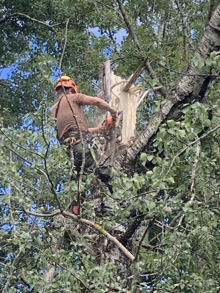 Ve Slavonicích se v roce 2025 intenzivně pečovalo o městskou zeleň, kdy bylo pokáceno celkem 17 stromů a odstraněno dalších 74 v souvislosti s budoucí cyklostezkou. Bouřky a silný vítr poškodily dřeviny, což si vyžádalo bezpečnostní zásahy. Součástí péče byla také náhradní výsadba, v jejímž rámci by