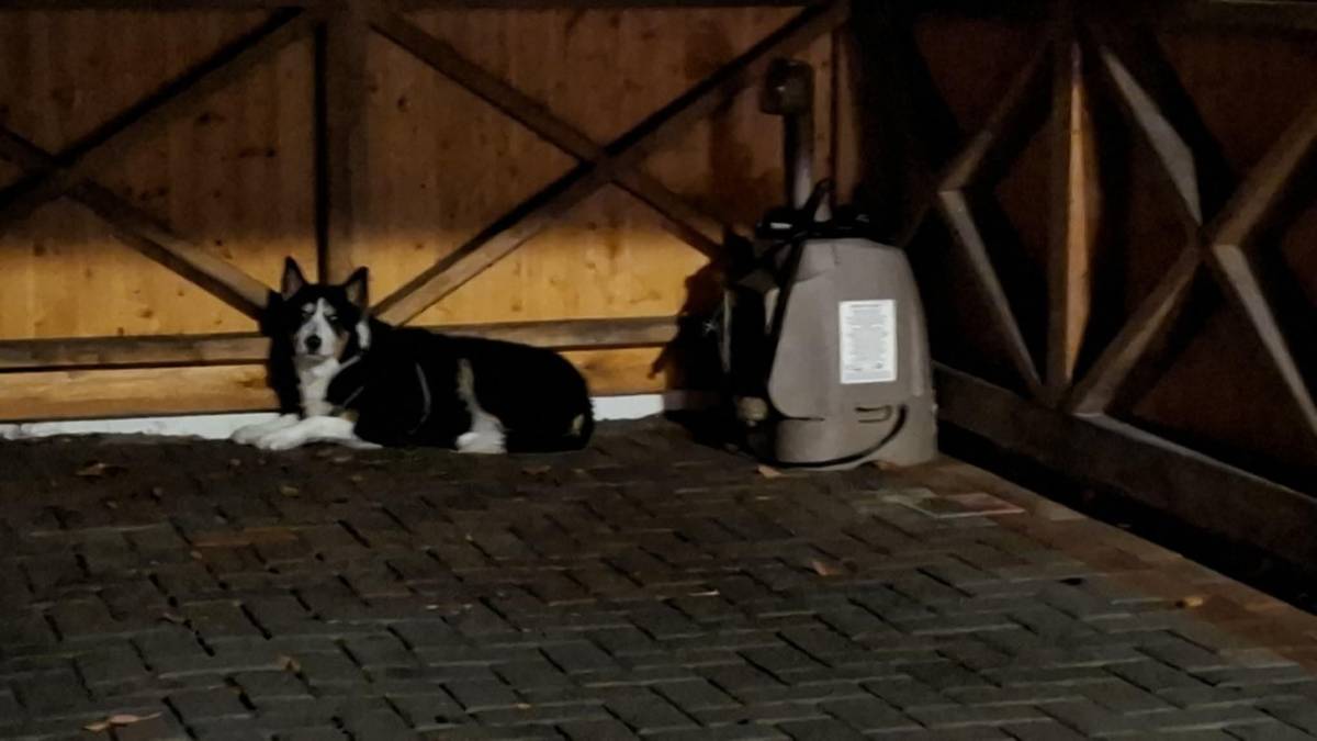 V katastru obce Karlov u Žďáru nad Sázavou se našel zraněný pes – viz přiložené foto. Pokud psa poznáváte nebo víte, komu patří, kontaktujte prosím 737 064 901. Děkujeme za sdílení.