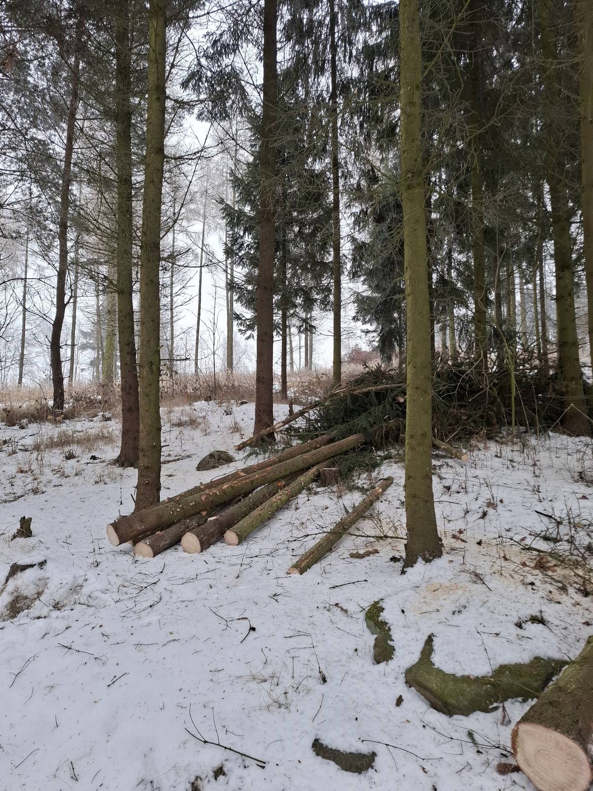 Upozorňujeme občany, že stále platí omezení vstupu do obecního lesa v lokalitě Šibeník. Po cestách i mimo ně se pohybuje těžká technika. Stále zde probíhá těžba dřeva. Bude následovat vyvážení dřeva na skládky a odvoz dřeva kamiony. Děkujeme za pochopení.