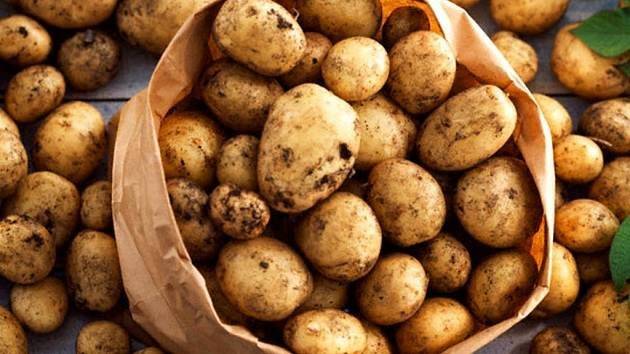 Paní Monika Skácelová přijímá na prodejně chovatelských potřeb ve Švábenicích do 28. 1. 2026 objednávky na certifikované sadbové brambory, substráty, hnojiva, konzumní brambory a jablka. Celá nabídka k vyzvednutí na prodejně.