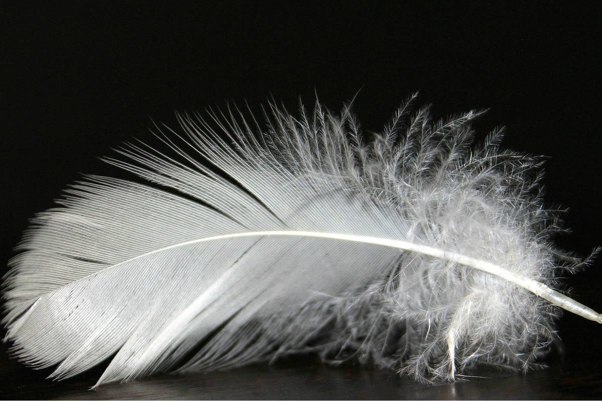 V sobotu 24.1.2026  a v neděli 25.1.2026 přijede do naší obce čistírna peří. Provozní doba po oba dny od 8 do 18 hodin před obecním úřadem.