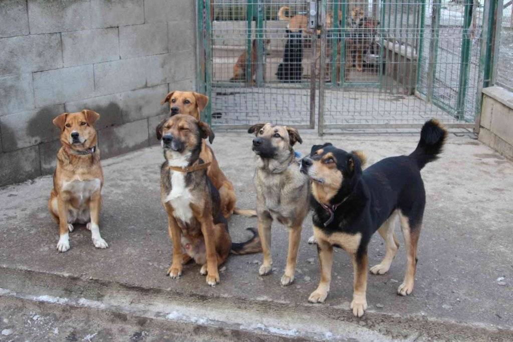 Žiadame majiteľov psov, aby  rešpektovali zákaz voľného pohybu psov  na verejnom priestranstve v obci v zmysle  VZN obce Senohrad č.  2/2021.   Vzhľadom na opakované upozorenenia od  spoluobčanov,  obec    pri ďalšom nedoržaní VZN obce Senohrad č. 2/2021  pristúpi k odkchytu  psov  na náklady  majiteľa.