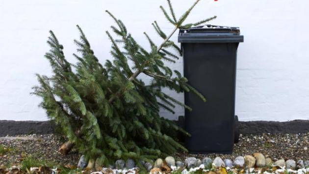 Zber vianočných stromčekov do 6.2.2026