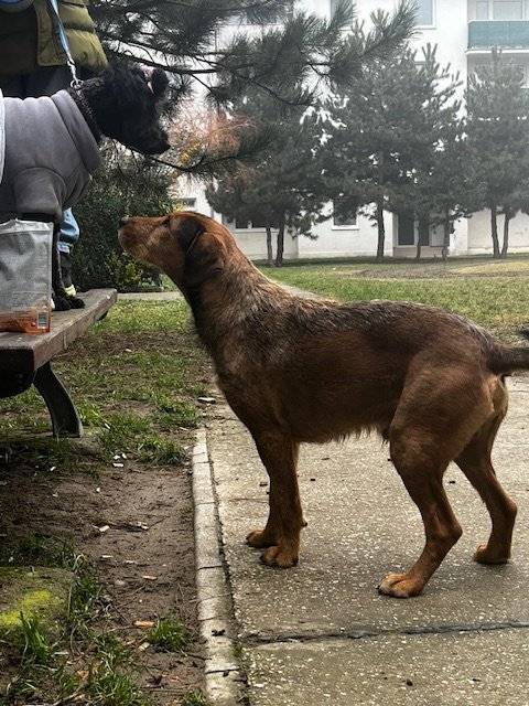 V okolí Gojdičovej, Štúrovej, Rázusovej ulice a ulice 1. mája sa pohybuje pes. Prosíme majiteľa, aby si ho vyzdvihol. Ak tak neurobí, budeme musieť zavolať odchytovú službu.