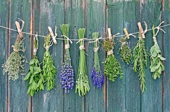 V úterý 27. ledna v čase od 10.00h do 10.30h se budou prodávat Bylinky od otce Pleskače z Brna. V nabídce bude i Kostivalový gel na bolavá kolena, ramena a záda, Lišejník na dlouhodobý kašel, který nepřestává, Lopuchový šampon proti vypadávání  vlasů a bylinný čaj na játra žlučník ledviny a žaludek, na kašel  i na záněty. Zdarma bude k dispozici vzorek bylinného čaje. Prodej bude probíhat z auta na prostranství před kulturním domem.