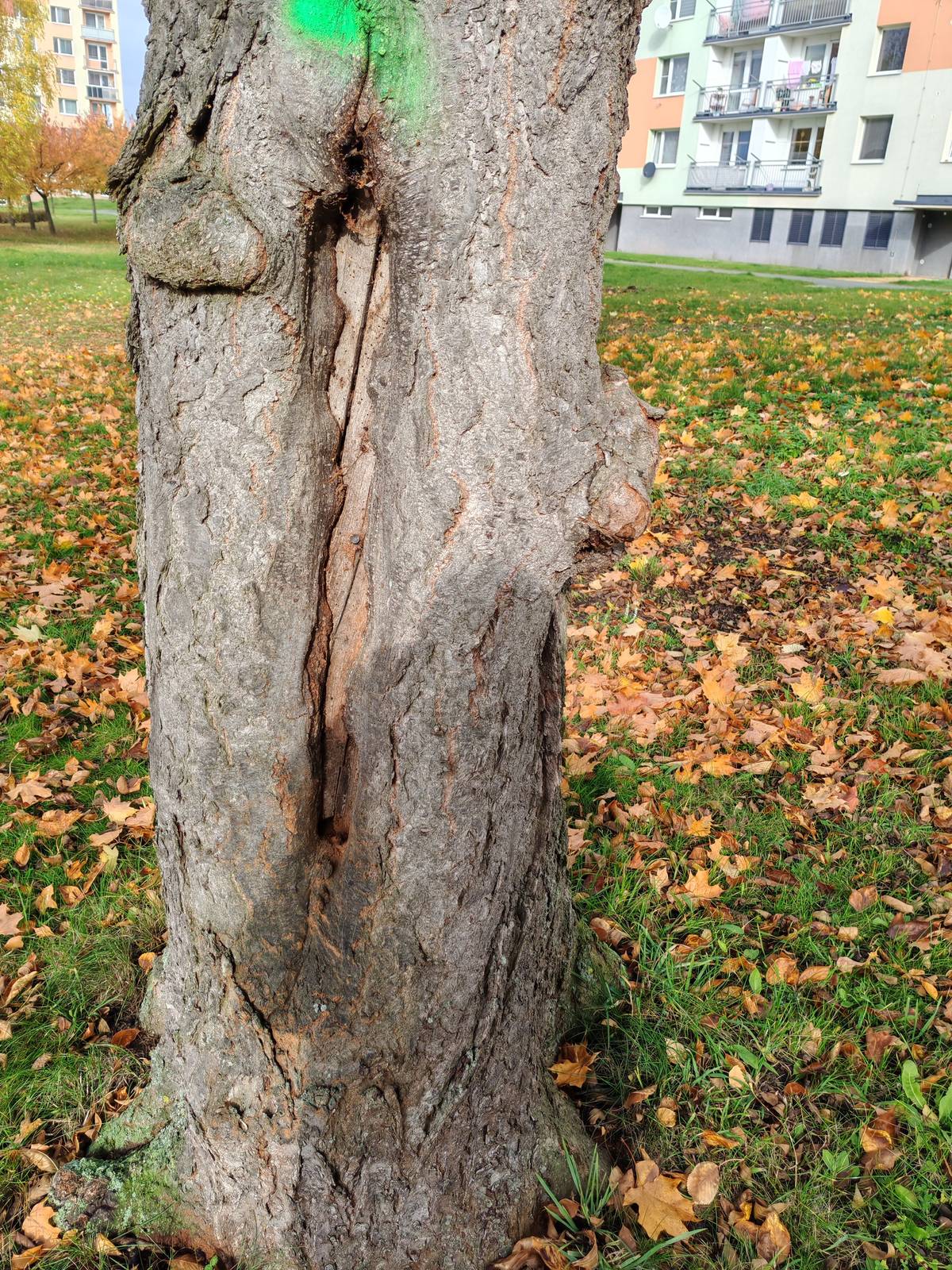 V tomto týdnu proběhlo kácení dřevin na sídlišti Spořilov v blízkosti budovy III, MěÚ Broumov, dále pak i v prostoru, který sousedí s dětským hřištěm. Stromy byly vybrány na základě spolupráce odboru životního prostředí a TS města, a to zejména z důvodu nevyhovujícího zdravotního stavu a s ním spojeného nebezpečí v oblasti, kde se pohybuje velké množství obyvatel, kteří na danou situaci mj. také upozorňovali. U těchto dřevin se jednalo zejména o praskliny kmenů, napadení podkorním hmyzem a houbové choroby. V důsledku tohoto stavu dřevinám prosychaly části koruny, kdy následně suché části opadávaly do okolí. V rámci ochrany nadzemního elektrického vedení byly též vykáceny dřeviny v jeho blízkosti, které buď prorůstaly přímo do kabelů, případně byly v jeho ochranném pásmu. Za vykácené dřeviny bude realizována vhodná náhradní výsadba, která bude koncepčně více vyhovovat této oblasti. Bude se jednat zejména o listnaté dřeviny, které jsou více vhodné do takovýchto lokalit.