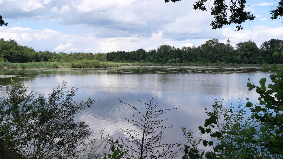 V tomto týdnu začne kácení části barevně vyznačených a očíslovaných stromů v Přírodní památce Nový rybník. Jde o zásah, který je nezbytný kvůli zdravotnímu stavu dřevin i provozní bezpečnosti v lokalitě.