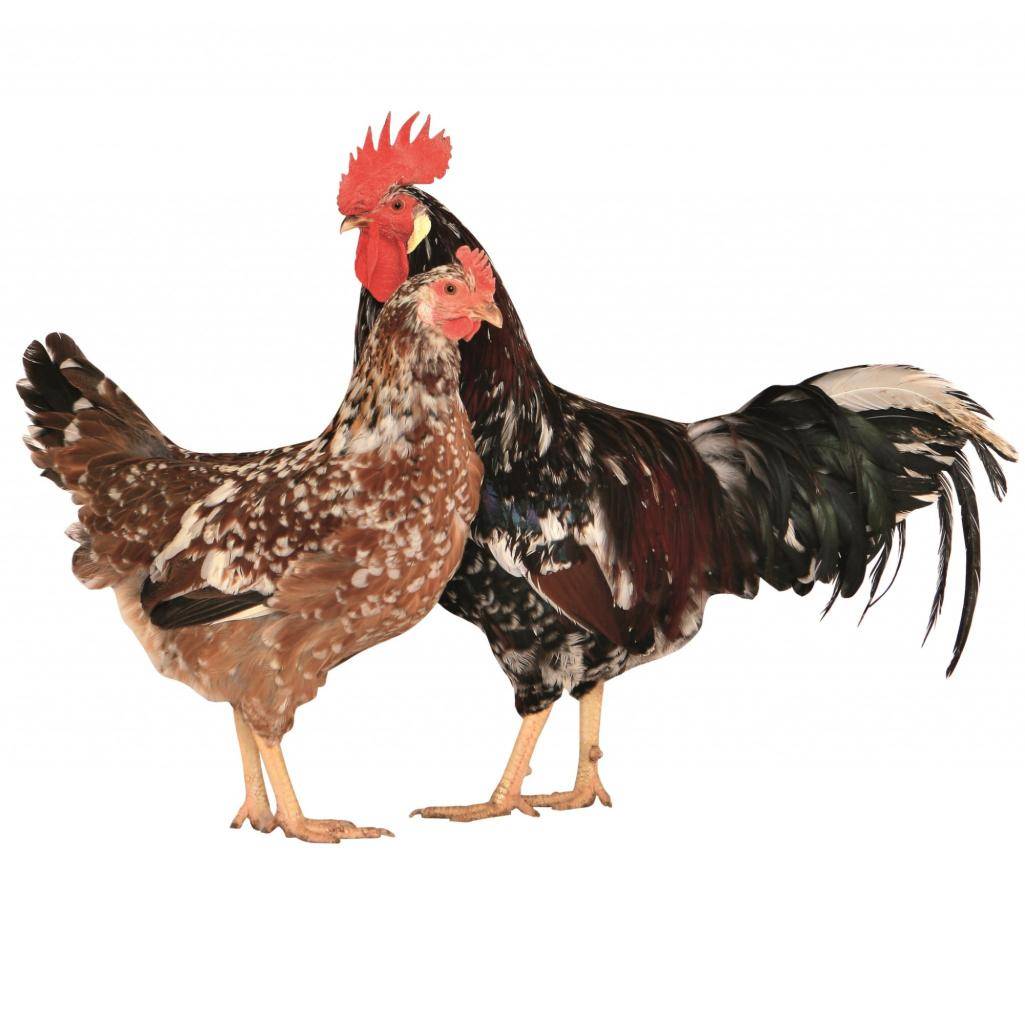 Drůbežárna Prace bude v pátek 30.1.  ve 13:35 hod. prodávat:     mladé kuřice, krmivo pro drůbež a králíky, vitamínové doplňky  a dále pak vykupovat králičí kožky - cena 10 Kč/ks.