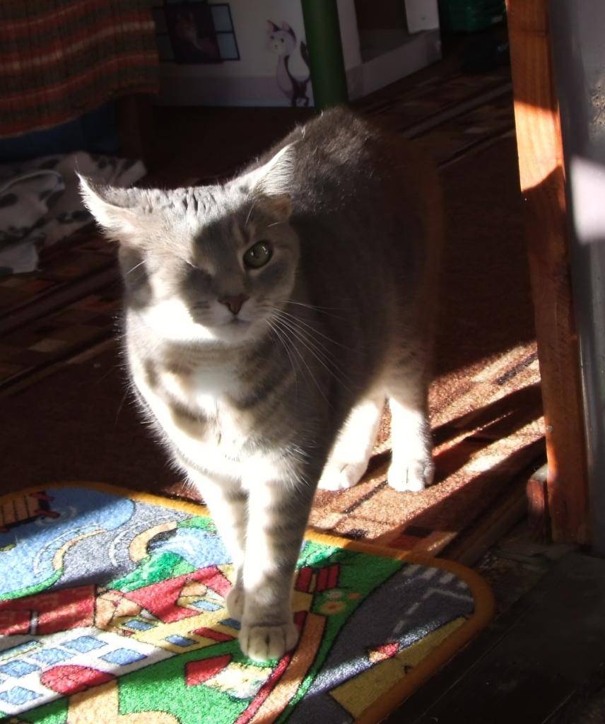 V nedeľu sa na Novej ulici stratila mačka s menom Iris. Patrí manželom Hudákovým (č.d.100). Ak ju uvidíte, informujte prosíme majiteľov.