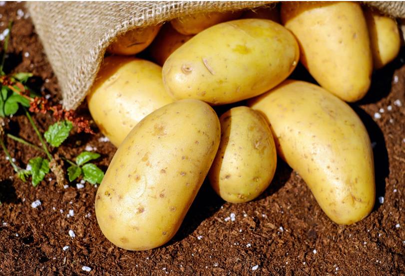 sadbových brambor, hnojiv, substrátů a dalších potřeb pro zahrádkáře. V nabídce naleznete také zeleninová semínka, cibuli sazečku, postřiky a mnoho dalšího – vše za výhodné ceny. Prodejní místo: Uhelná 10/11b, Brno – objekt železářství Vichr u Vaňkovky.