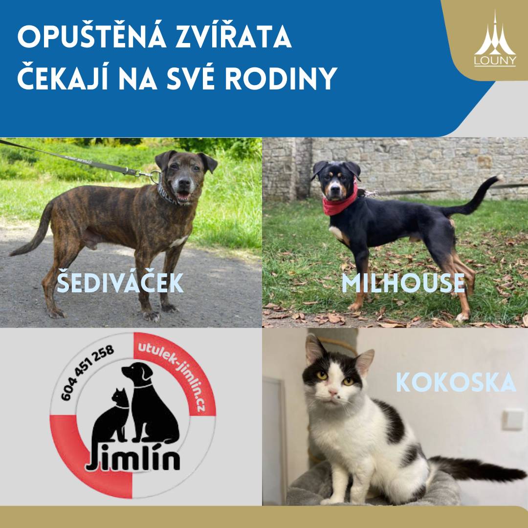 Nejsou to názvy kapel ani kaváren, ale tři opuštěná zvířata, která byla nalezena v Lounech a teď čekají na své rodiny v Jimlíně. 💛 Kokoska | Útulek Jimlín Milhouse | Útulek Jimlín Šediváček | Útulek Jimlín Město Louny spolupracuje s útulkem v Jimlíně, kde je o ně skvěle postaráno. A třeba právě Vy můžete být tím, kdo jim změní život. Na stránkách útulku najdete všechny informace – i krásný slogan, který nás pobavil: „Pes naučí dítě věrnosti, vytrvalosti a třikrát se zatočit před ulehnutím.“ 🐶🙂 Nálezy psů zveřejňujeme také pravidelně na úřední desce města. Pomozte nám sdílením – nový domov může být blíž, než si myslíme. Děkujeme