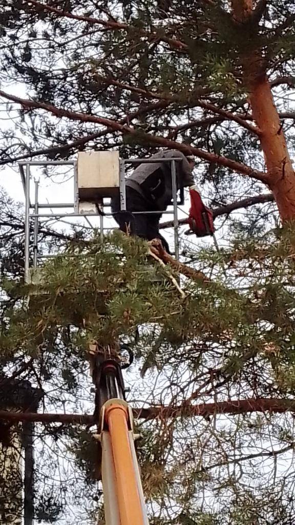 Zaměstnanci obce při prořezávce stromů.