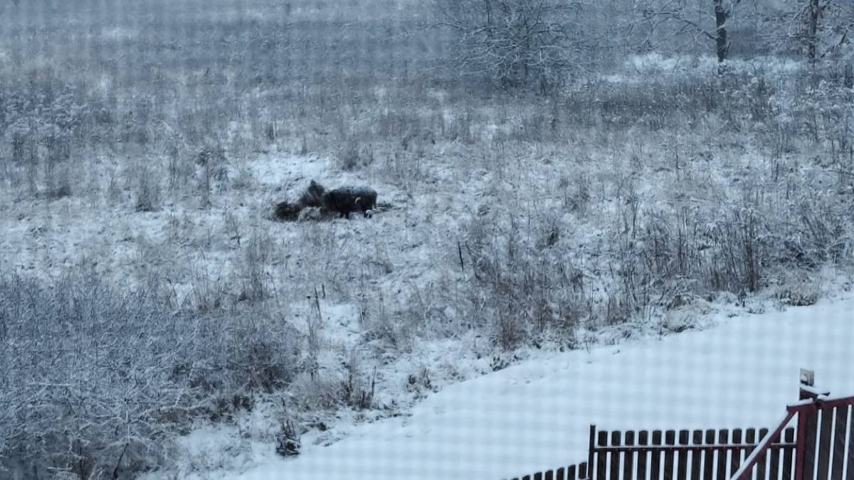 Ve Hvozdnici dolní, silnice směr Hvozdy, hned za posledním domem na louce, cca 100 m od silnice je bachyně s malými. Dejte pozor pokud jdete okolo. Hlavně se psy.