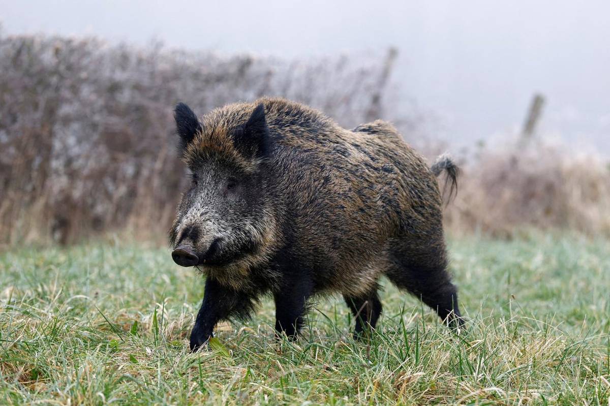 30.01.2026 bude v katastru obce Ledce probíhat naháňka na černou zvěř. Pokud možno omezte procházky po okolních lesích a polích. určitě nenechávejte mimo obec běhat psy na volno, děkuji starosta.