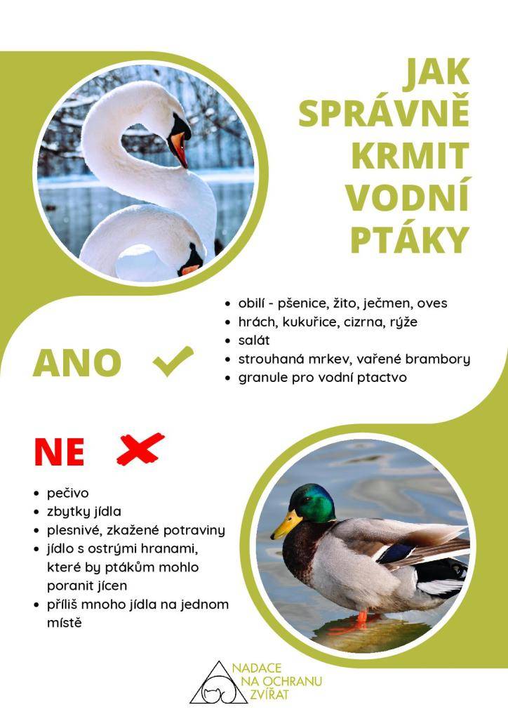 Jak správně krmit vodní ptáky