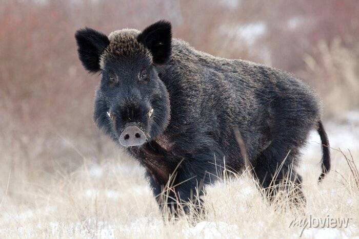 V sobotu bude v lese u vysílače probíhat naháňka.
