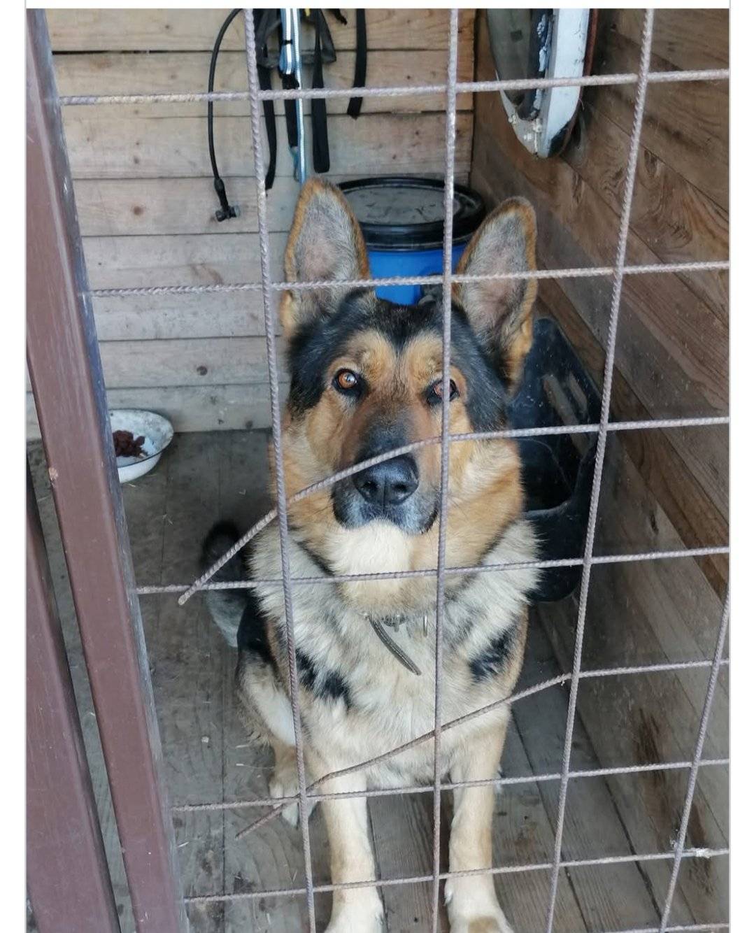 V naší obci se nyní nachází pes německý ovčák, který byl nalezen těžaři dřeva v lese v oblasti Sokolí důl ( Holčovice, Heřmanovice). Má kožený obojek a neregistrovaný čip 941000024643025. Majitel, ať se ozve na tel.: 724 229 568.