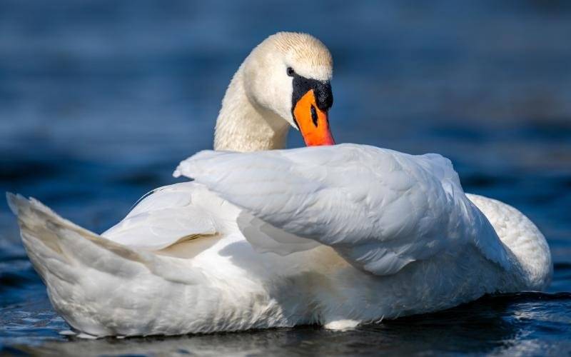 U jezera Most byl potvrzen výskyt ptačí chřipky u volně žijících ptáků. Virus H5N1 byl laboratorně prokázán u uhynulé labutě, která byla nalezena u břehu jezera. Informaci potvrdila Krajská veterinární správa. Město Most proto upozorňuje obyvatele, aby byli v okolí vodních ploch obezřetní. Lidé by se neměli dotýkat uhynulých ani nemocně vypadajících ptáků a měli by se vyvarovat jakéhokoli kontaktu s nimi.Více informací