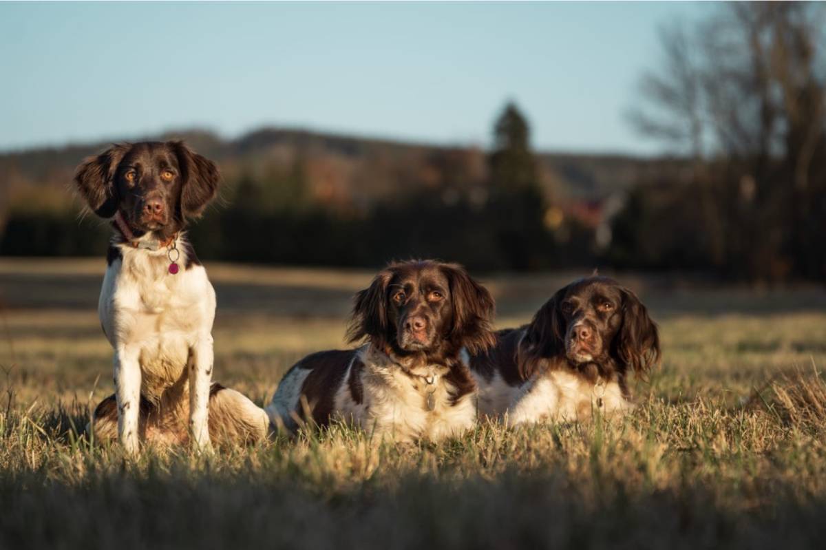 Poplatky za psy na rok 2026 lze nyní hradit jednoduše a rychle pomocí QR kódu prostřednictvím nové služby Občan+.    Splatnost poplatku je nejpozději 31. března 2026.