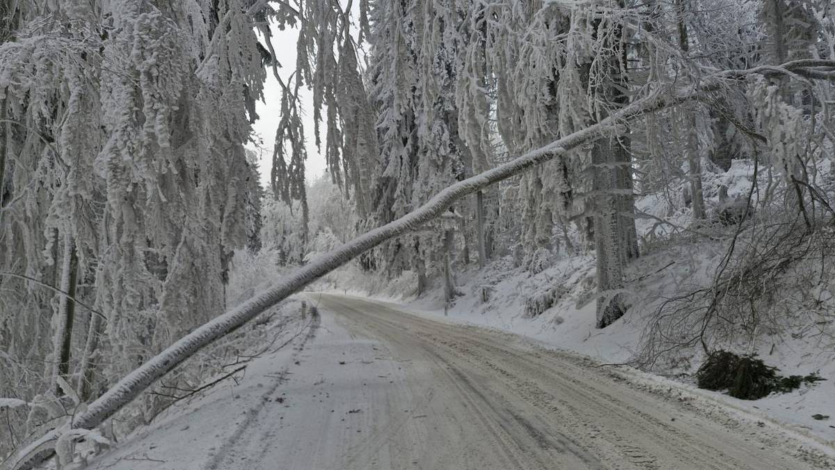 V katastrální části města Javorník – Travná v okrese Jeseník se i letos opět objevily komplikace spojené s ledovou kalamitou. Současná situace připomíná události z roku 2023, kdy oblast zasáhla rozsáhlá námraza.