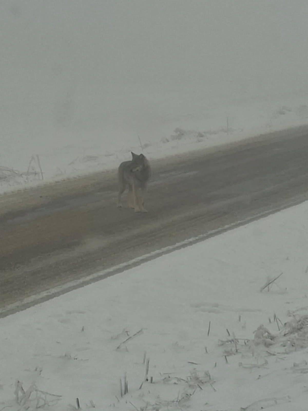 Vážení občané, v blízkosti naší obce byl spatřen a vyfocen vlk. Prosíme o zvýšenou opatrnost, zejména při venčení domácích mazlíčků a pohybu v lesních úsecích po setmění. Vlk je přirozeně plaché zvíře, ale dbejte opatrnosti. Obec Sviny