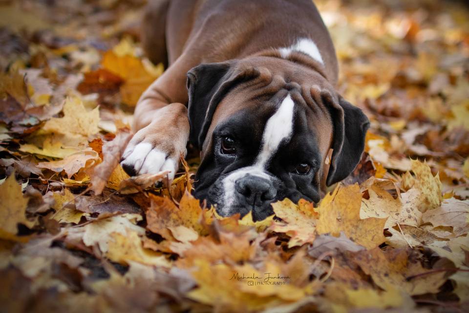 Vážení držitelé psů,  dovolujeme si Vás upozornit, že se blíží termín splatnosti poplatku ze psů na rok 2026 dle vyhlášky č. 23/2003 Sb. hl. m. Prahy.   Termíny splatnosti:   poplatek za psa je obecně splatný nejpozději do 31. března 2026, přičemž pokud je roční částka vyšší než 600 Kč, platí se ve dvou splátkách: do 31. března 2026 a do 31. srpna 2026   Poplatky:   pes chovaný v rodinném domě: 300 Kč za jednoho psa, 600 Kč za dalšího psa (důchodci: 200 Kč a 300 Kč)   pes chovaný na sídlišti, v bytovém domě: 1 500 Kč za jednoho psa, 2 250 Kč za dalšího psa (důchodci: 200 Kč a 300 Kč)   Platit můžete hotově nebo platební kartou na pokladně Úřadu městské části Praha 21 (vchod A přízemí) nebo na účet 2000709369/0800 (je nutné uvést variabilní symbol).  Na případné dotazy Vám odpoví: Bc. Kateřina Pecháčková, DiS.: katerina.pechackova@praha21.cz, tel.: 281 012 920 Hana Jakubcová: hana.jakubcova@praha21.cz, tel.: 281 012 917