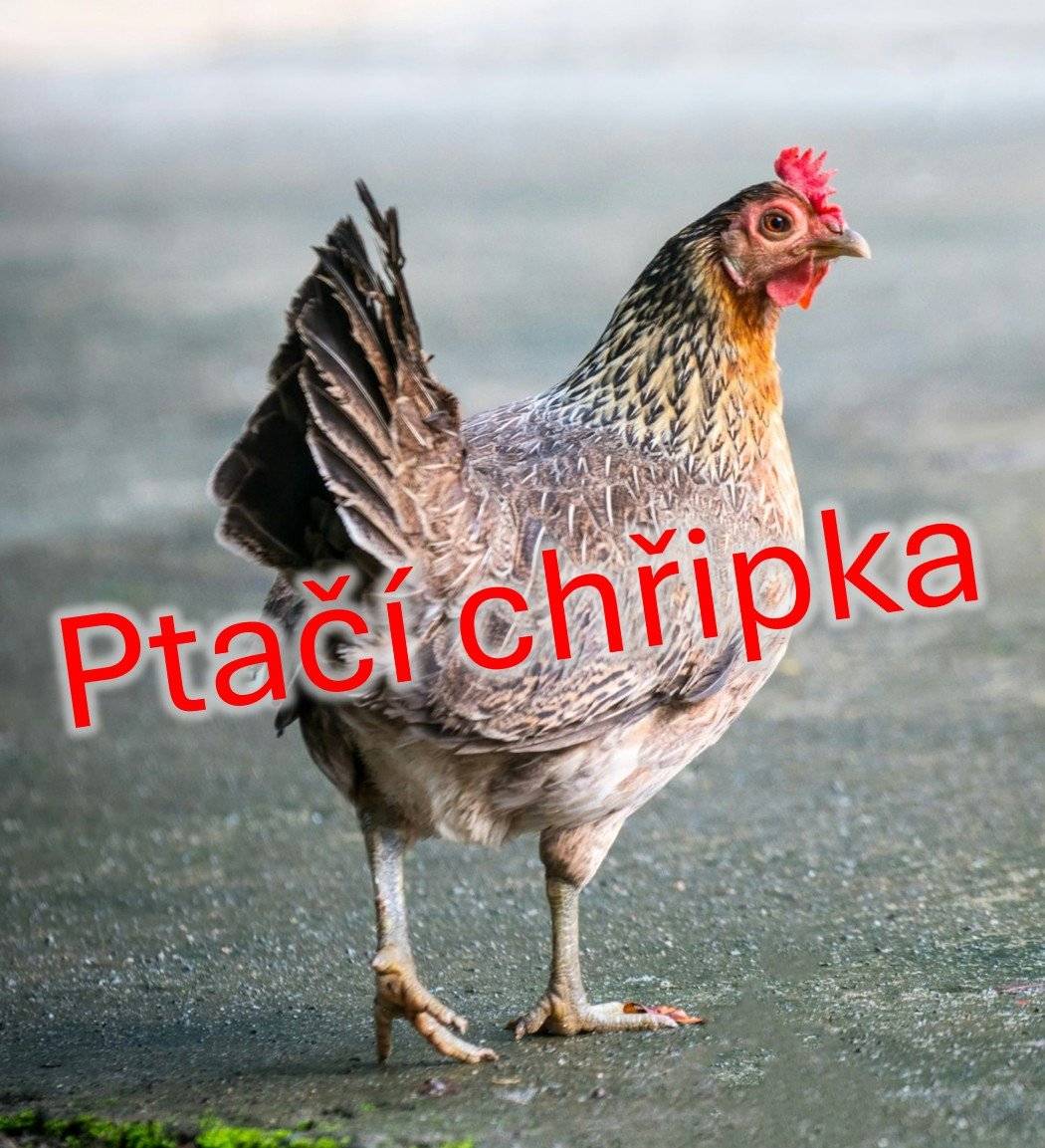 V důsledku zjištění výskytu vysoce patogenní aviární influenzy (ptačí chřipky) v naší obci bylo dne 3.2.2026 vydáno mimořádné veterinární opatření, ze kterého pro chovatele ptáků vyplývá mimo jiné povinnost provedení soupisu ptáků na hospodářství vyplněním sčítacího listu a jeho odevzdáním na obecním úřadu, a to nejpozději do 11.2.2026. Soupis obsahuje tyto informace: i.  Chovatel (jméno, příjmení, obchodní firma, název) ii. Adresa (sídlo) chovatele iii. Kontaktní osoba iv. Kontakt (telefonní číslo, nejlépe na mobilní telefon) v.  Adresa místa chovu ptáků vi. Určení produktů (pro vlastní potřebu, i pro prodej) vii. Počty drůbeže chovaných v hospodářství dle kategorie:      1. Hrabavá (slepice, krůty, perličky, křepelky, bažanti,…)      2. Vodní (husy, kachny)      3. Ostatní (pštros, pávi)      4. Holubi      5. Jiné ptactvo v zajetí (exotické ptactvo a ostatní v komerčních chovech) Vyzýváme tímto všechny chovatele ptáků v katastru naší obce, aby striktně dodržovali povinnosti, které pro ně z nařízení KVS vyplývají. Jakékoli zvýšení nemocnosti, úhyny  nebo významný pokles údajů o produkci je nutné neprodleně oznámit KVS na nepřetržitě dostupnou krizovou linku +420 720 995 204. Více info na webu obce - www.velkepritocno.cz