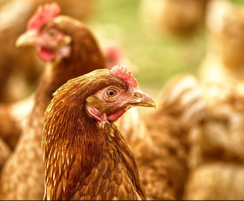 Dle nařízení Státní veterinární správy, žádáme všechny chovatele drůbeže a jiných ptáků chovaných v zajetí o vyplnění Sčítacího listu a odevzdání na MěÚ nejpozději do 11.02.2026. Děkujeme