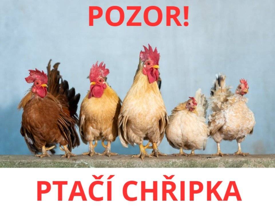 Na základě hlášení Krajské veterinární správy PK informujeme občany o potvrzení nebezpečné nákazy – vysoce patogenní aviární influenzy (ptačí chřipky) v katastrální území 734560 Přelouč v chovu ptáků chovaných v zajetí. Krajská veterinární správa Státní veterinární správy pro Pardubický kraj prozatím nezřizuje kolem tohoto ohniska tzv. uzavřené pásmo (ochranné pásmo o poloměru 3 km a pásmo dozoru o poloměru 10 km). Chovatelům drůbeže a jiných ptáků chovaných v zajetí se doporučuje důsledné dodržování opatření biologické bezpečnosti ve svých chovech, spočívající zejména v ochraně chovaných ptáků před kontaktem s volně žijícími ptáky, kteří jsou nejčastějším zdrojem nákazy pro chované ptáky. V následujících 30 dnech se doporučuje vypouštět chované ptáky pouze do ohraničených venkovních prostorů/výběhů a zabránit přístupu na volné vodní plochy, na kterých by se mohli vyskytovat vodní volně žijící ptáci. Krmivo a napájecí vodu určenou pro chované ptáky umístit do budov, popř. pod přístřešky, aby nedošlo k jejich kontaminaci trusem volně žijícího ptactva. Další informace v příloze