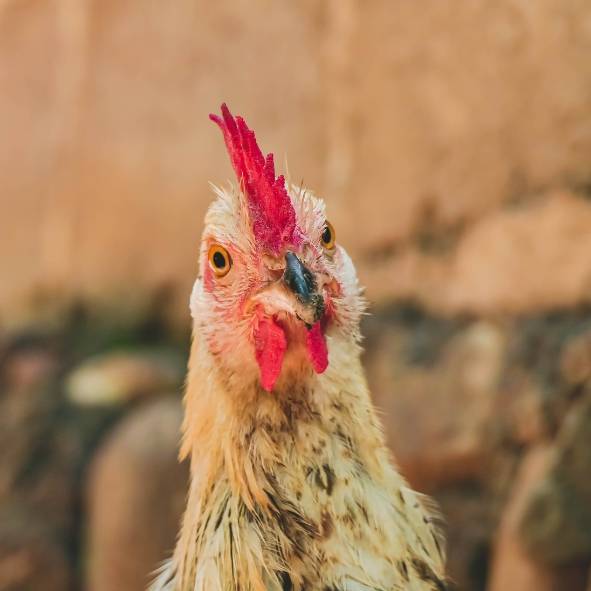 Kvůli záchytu ptačí chřipky u drůbeže ve Velkém Přítočně byl katastr obce Hřebeč zahrnut do ochranného pásma a platí mimořádná veterinární opatření.