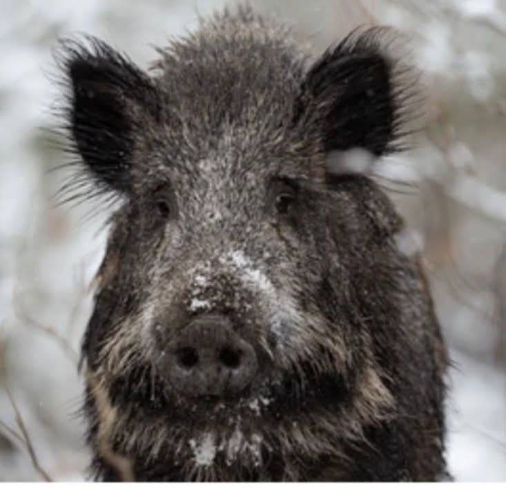 Vážení přátelé, tuto neděli 8. února proběhne po 13hod naháňka divoké zvěře z parkoviště u restaurace Zámeček směrem ke hřbitovu, pod skalami až na Záhořín. konec nejpozději před setměním. Dbejte prosím zvýšené pozornosti! Děkujeme OÚ Svojkov