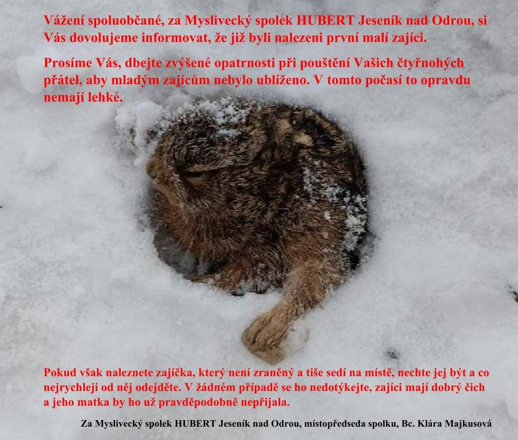 Narození mláďat zajíce.