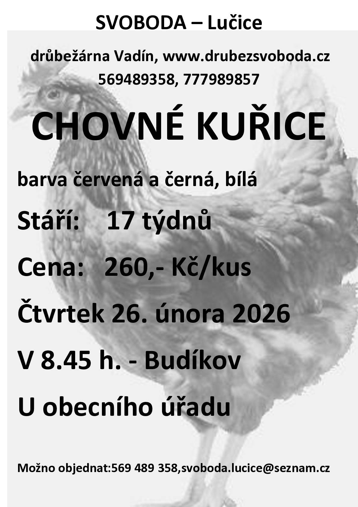 Prodej chovných kuřic od Svobody - Lučice ve čtvrtek 26.2.2026 od  8:45 před OÚ Budíkově, cena 260,- Kč/kus, stáří 17 tydnů, barva: hněbá, černá, bílá.