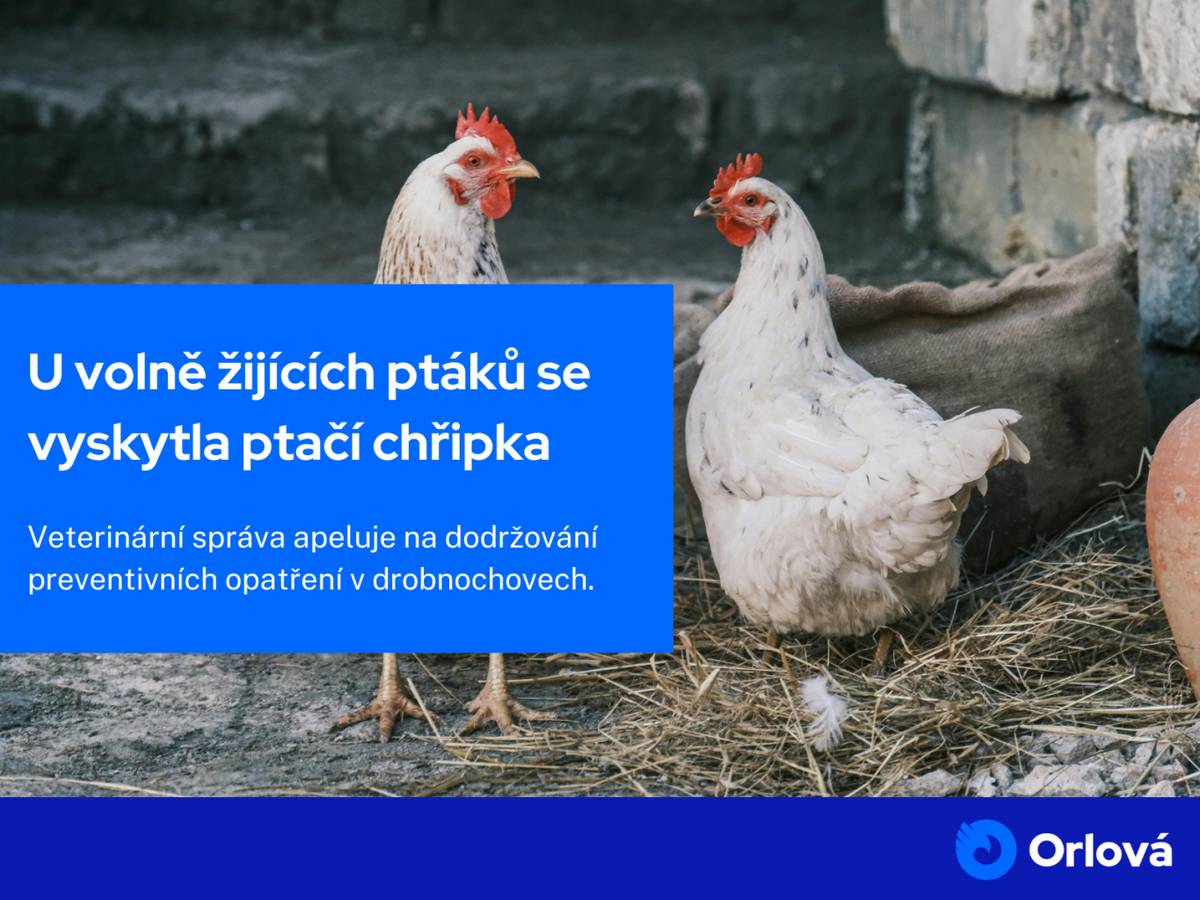 Krajská veterinární správa informuje o výskytu ptačí chřipky u volně žijících ptáků. Minulé pondělí došlo k hromadnému úhynu volně žijících ptáků na vodní ploše Zadník v Dolní Lutyni a je laboratorně prokázáno, že uhynulí ptáci byli nakaženi virem H5N1. Stejný nález byl potvrzen u uhynulé husy, nalezené v Karviné-Starém Městě. ...
