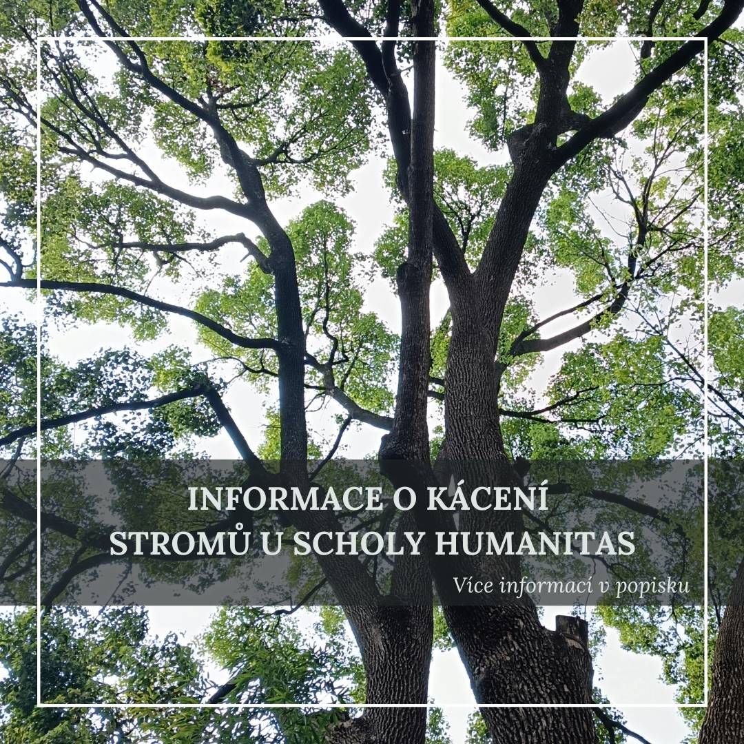 V nadcházejících dnech proběhne kácení lip před hlavním vstupem do budovy Schola Humanitas z důvodu jejich nevyhovujícího zdravotního stavu.       Dotčený prostor bude vymezen páskami a bude zde probíhat pohyb těžké techniky.       Žádáme proto všechny o zvýšenou opatrnost při pohybu v okolí. Děkujeme za pochopení.