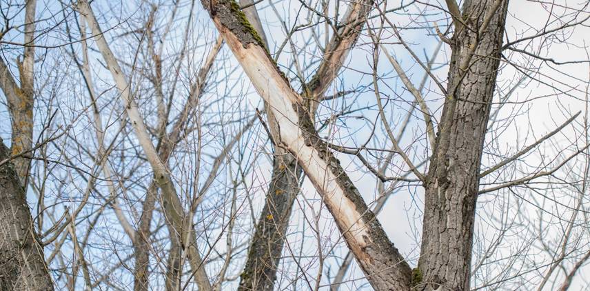 V následujících dnech bude u příjezdové komunikace k rybníku Mašíňák probíhat kácení nebezpečných topolů. Stromy jsou již ve špatném zdravotním stavu a představují riziko nejen pro přilehlé nemovitosti, ale především pro zdraví a bezpečnost všech, kteří míří na Mašíňák.