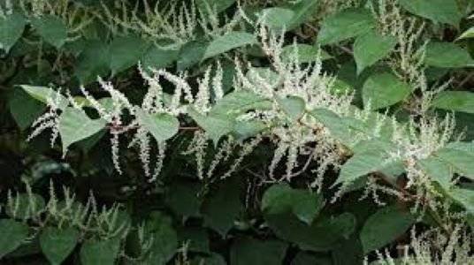 Informace pro chataře. V tomto týdnu proběhlo odstranění invazivních rostlin v avizované oblasti:  Škumpu na pozemku parc. č. 48/1 (mezi chatami č. 23, 45, 28, 36) Křídlatku na pozemcích parc. č. 48/3 a 48/25 (mezi chatami č. 2 a č. 3)  Vše je ošetřené postřikem, ale je potřeba totálně likvidační postřik aplikovat až budou trvalé teploty nad 9 stupňů a idealně, když začnou rostliny rašit, to zabírá postřik nejlépe. Děkujeme že nevysazujete zeleň, která do této oblasti nepaří a respektujete, že pozemky jsou obecní.