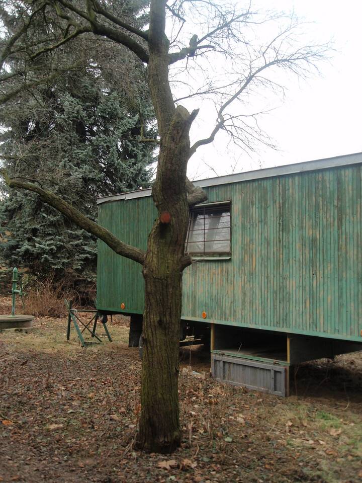 Kolem kácení ovocných stromů panuje několik mýtů, které je dobré si ujasnit, abychom se, byť nevědomky, nedostali do křížku s předpisy. Nejčastější mýtus - kácet ovocný strom můžu kdykoliv. Ne, tak to opravdu není. 1) Kácení má probíhat v době vegetačního klidu - Je to období přirozeného útlumu fyziologických a ekologických funkcí dřeviny specifikované vyhláškou č. 189/2013 Sb., o ochraně dřevin a povolování jejich kácení, v platném znění obvykle počínající listopadem a končící březnem s nástupem vegetace, se kterým souvisí i počátek hnízdního období ptactva. 2) Důležité je, jaké je využití pozemku, ze kterého dřevina roste, dle výpisu z katastru nemovitostí. Jakmile je pozemek veden jinak než zastavěná plocha a nádvoří, nebo zahrada, je k pokácení ovocné dřeviny o obvodu kmene nad 80 cm v 1,3 m výšky, nutné povolení orgánu ochrany přírody. 3) Ovocná dřevina – je jen taková dřevina, kterou uvádí Příloha k vyhlášce č. 331/2017 Sb., jenž stanovuje ovocné druhy. Tak než se pustíte do kácení, zkontrolujte prosím, zda jste se nenechali zmást některým z mýtů.