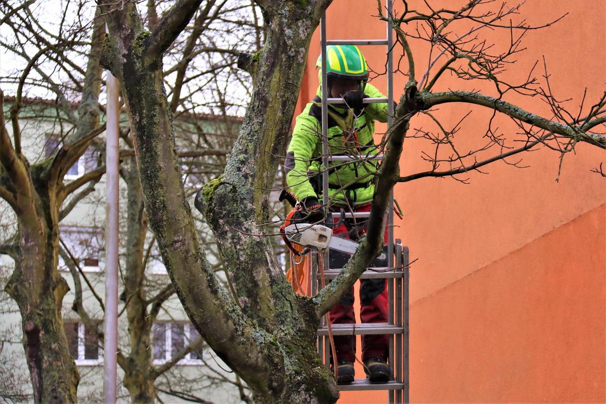 CHODOV (12. 2. 2026) – S příchodem roku 2026 a obdobím vegetačního klidu zahajuje město plánovanou údržbu veřejné zeleně. I letos je naším cílem zajistit bezpečný pohyb občanů v ulicích a parcích, což s sebou bohužel nese i nezbytné odstranění některých dřevin. V letošní sezóně se údržba zaměří především na následující oblasti: Ulice Hrnčířská (alej jírovců) Zde proběhne rozsáhlejší kácení jedinců v nejhorším zdravotním stavu. Naší prioritou je však zachování charakteru této aleje, proto budeme na uvolněná místa postupně vysazovat nové, zdravé stromy. Lesík u ČOV Budeme pokračovat v postupné obnově porostu a kácení dožilých bříz, které jsou již za hranicí své životnosti. Husova ulice (bývalé sádky) Odstraníme náletové dřeviny, které nekontrolovaně zarostly prostor bývalých sádek. Jednotlivé zásahy Osamocené stromy ve špatném stavu budou pokáceny v ulicích Příční, Revoluční a Okružní, dále v okolí nové knihovny, na hřbitově a na dalších vytipovaných místech. Obnova zeleně jako priorita Kácení není konečnou fází, ale součástí cyklu obnovy městské zeleně. Tam, kde to prostorové a technické podmínky dovolí, počítáme s následnou výsadbou. Nové stromy budou vybírány s ohledem na městské prostředí tak, aby dělaly radost i dalším generacím. Děkujeme všem občanům za pochopení a trpělivost během provádění těchto prací.