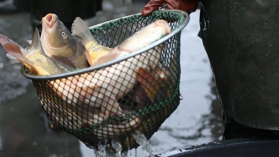 Rybářství Dujsík oznamuje, že bude ve čtvrtek 12. 2. v 8:00 hodin prodávat u autoservisu Ducháček živé ryby. V nabídce je kapr, kapří půlky, amur, lín, karas, siven a pstruh. Ryby je možné na požádání vykuchat. Na místě se zdrží asi půl hodiny.