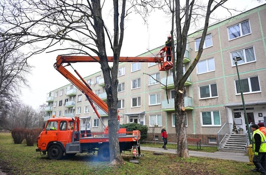 Vzhľadom na prebiehajúce obdobie vegetačného pokoja pristúpila samospráva k plánovanému výrubu problémových drevín na sídlisku Štvrť SNP. Práce prebiehajú v súlade s platnou legislatívou, na základe odborného posúdenia zdravotného stavu stromov a ich vplyvu na zdravie obyvateľov i technickú infraštruktúru. Ako uviedla Libuša Sedláková z odboru životného prostredia MsÚ Trenčianske Teplice, predmetom výrubu sú najmä dlhodobo poškodené, preschnuté alebo chorobami napadnuté dreviny, prípadne stromy predstavujúce bezpečnostné riziko. V niektorých prípadoch ide o dreviny, ktorých koreňový systém narúša chodníky, komunikácie alebo inžinierske siete. Odstraňovanie niektorých stromov sa realizuje aj na základe podnetov obyvateľov bytových domov. Stromy svojím umiestnením často výrazne obmedzujú denné osvetlenie bytov a prispievajú k zvýšenej vlhkosti fasád, čo negatívne ovplyvňuje ich technický stav. Odstránené dreviny budú postupne nahrádzané novou výsadbou vhodných a zdravých stromov, v súlade s koncepciou rozvoja mestskej zelene. Obdobie vegetačného pokoja, ktoré trvá od októbra do konca februára, je najvhodnejším časom na realizáciu takýchto zásahov. Zohľadňuje sa pritom aj ochrana chránených druhov živočíchov, najmä vtáctva, ktoré v tomto období nehniezdi v korunách stromov. Samospráva zdôrazňuje, že cieľom opatrení nie je znižovanie množstva zelene na sídlisku, ale naopak zvýšenie bezpečnosti a kvality verejného priestoru. Zároveň žiada obyvateľov o pochopenie dočasných obmedzení a zvýšenú opatrnosť v lokalitách, kde prebiehajú výrubové práce.