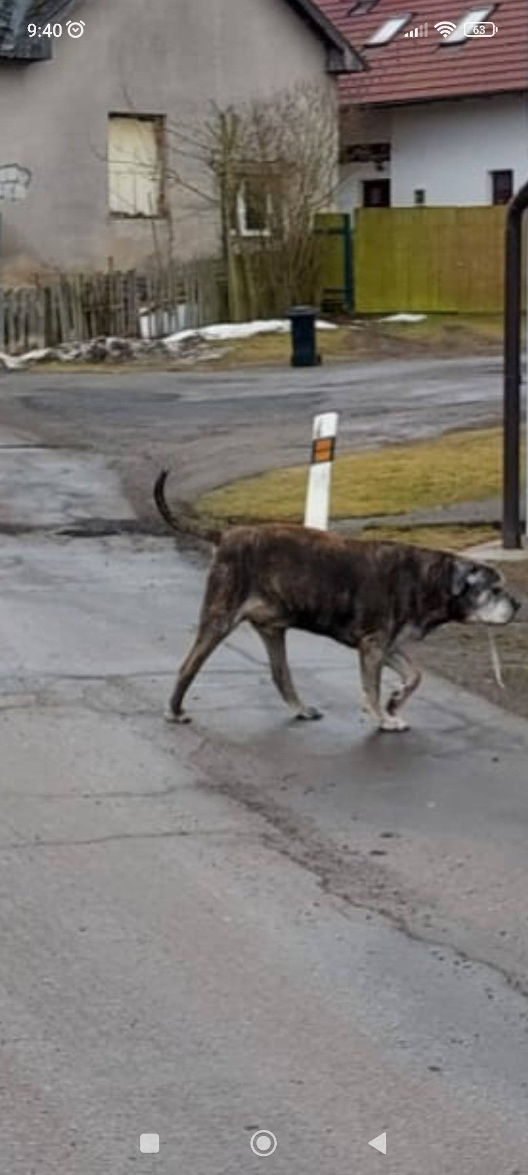 V Kamenici se pohybuje tmavě hnědý, velký pes. Prosíme majitele o odchyt. Foto v příloze