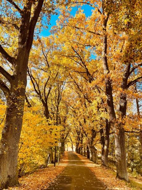 Braunerova alej v Babylonu se umístila na třetím místě v celorepublikovém žebříčku. Velmi si vážíme vaší podpory a ze srdce děkujeme za všechny hlasy.