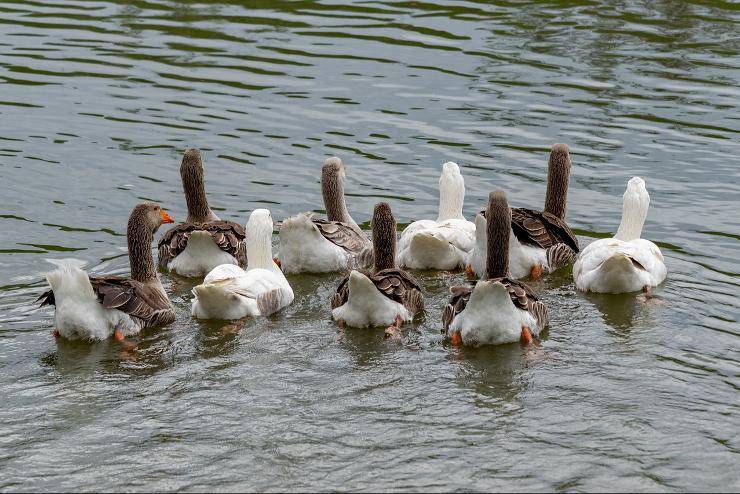 Értesítés / Oznam