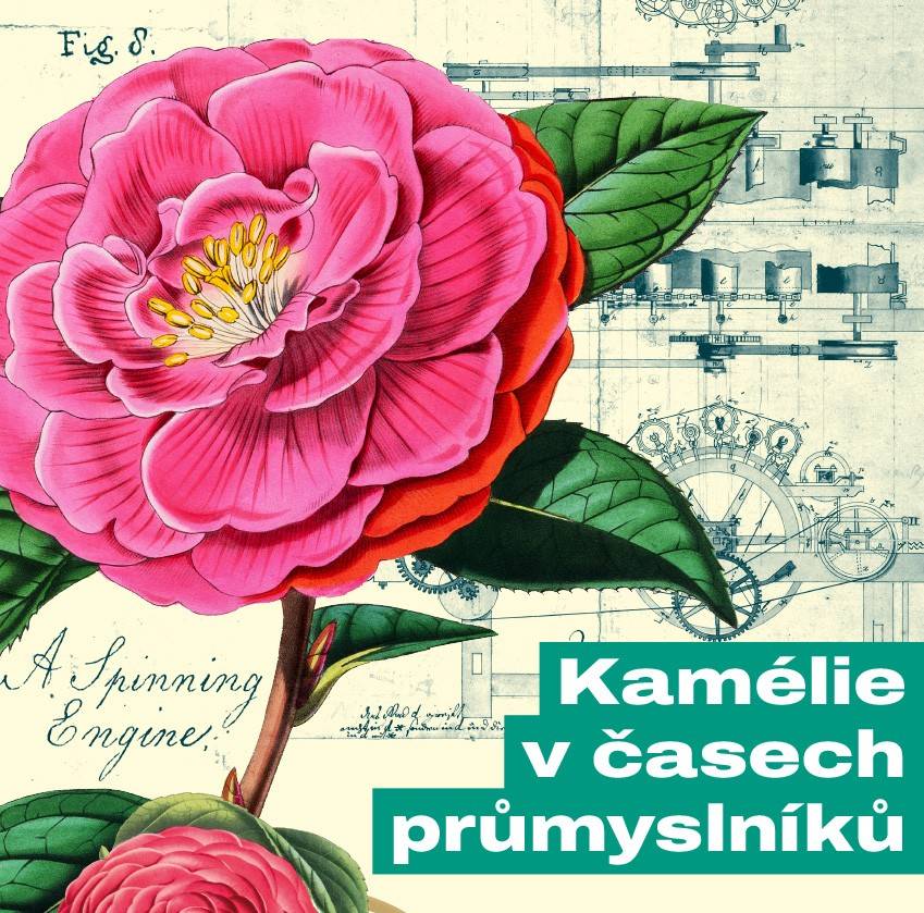 Státní zámek a zámecké zahradnictví Rájec nad Svitavou oznamuje, že prodej rostlin kamélií bude zahájen ve středu 11.2.2026 od 9.00 hodin na adrese Blanenská 2, Rájec-Jestřebí. Zámecké skleníky budou zájemcům otevřeny od 11.2. do 28.2.2026, vždy ve st, čt, pá a so od 9 do 15 h. Vstupné 60 Kč.