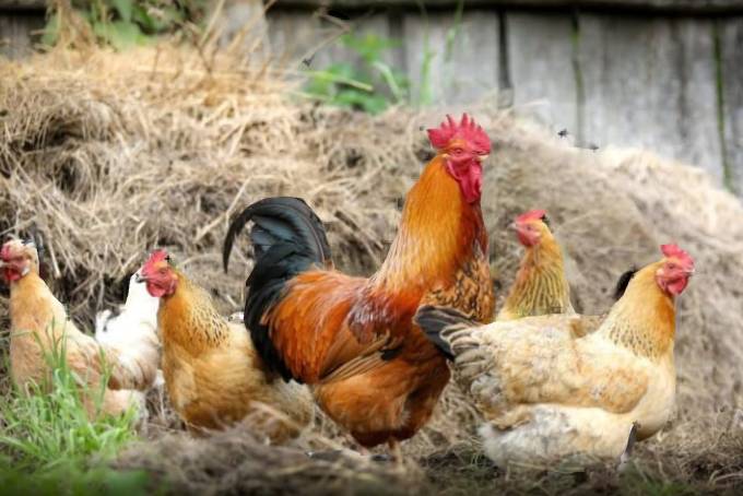 1. Obecní úřad dovolená 16.2.-20.2.2026  2. Masopustní průvod obcí 21.2.2026  3. Prodej drůbeže 23.2.2026 v 11:40