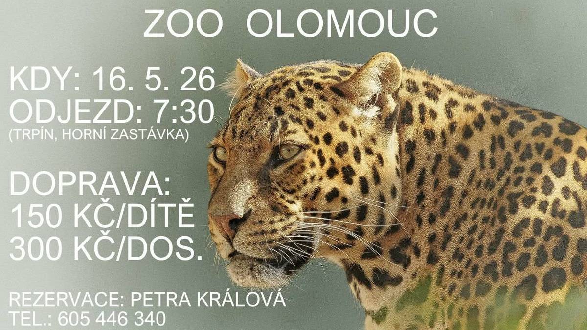 V letošním roce 16.5.2026 se chystáme na výlet do ZOO Olomouc, kapacita 49 míst. Přihlásit se můžete u paní Králové Petry na telefonu 605 446 340