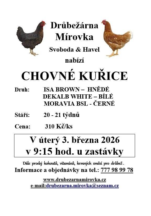 Chovné kuřice